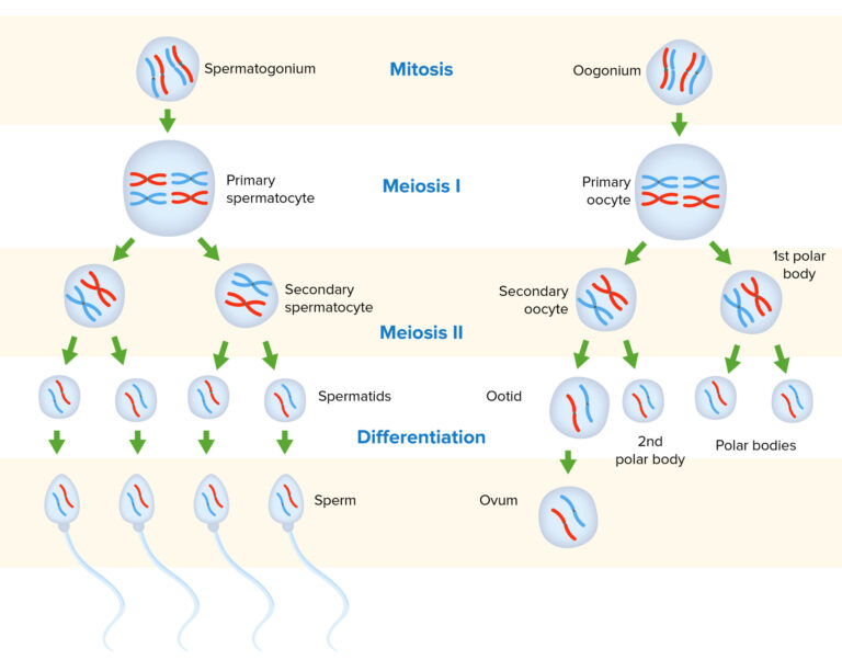 Gametogénesis La Clave De La Reproducción Sexual En Meiosis